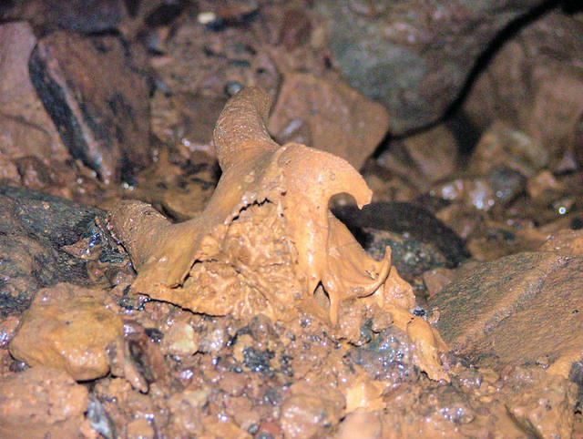 Skull in location