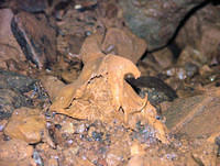 Skull in location